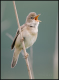 Marsh Warbler / Bosrietzanger