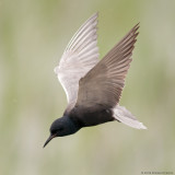 Black Tern 2.jpg