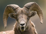 Bighorn Sheep 3.jpg