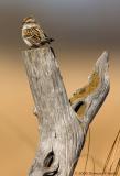 American Tree Sparrow on Fence Post