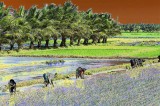 DSC-26083a rice fields tanjore.jpg