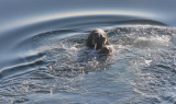 Walrus with pup