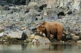 Kodiak Bear