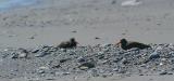 Black Oystercatchers at Narrow Cape