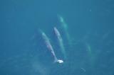 Whales in Shelikof Strait