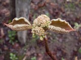 Viorne  feuilles daulnes, St-Onsime-dIxworth