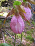 Cypripdes, Rs. faunique Rouge-Matawin