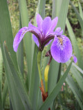 Iris, Nestaocano