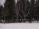 Cerfs rouges, St-Onsime-dIxworth