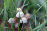 Tiny mushroom 3.jpg