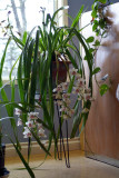 Cymbidium 2008.jpg