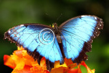 Blue Morpho