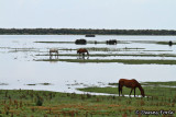 Wild Horses at De Doana National Park