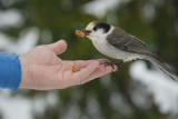 Gray Jay