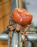 Jeweled Orbweaver