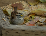 White-throated Sparrow