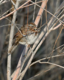 Song Sparrow