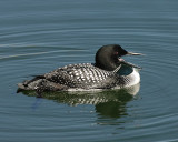 Common Loon hazard of fishing in the kids fishing pond