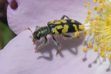 Ornate Checkered Beetle