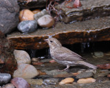 Purple Finch female