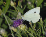 Cabbage White Butterfly in Knapweed