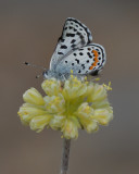 Western Square-dotted butterfly