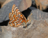 Ediths Checkerspot  butterfly