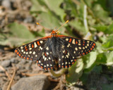 Ediths Checkerspot  butterfly