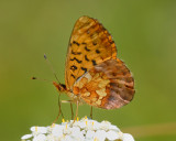 Western Meadow Fritillary (Pacific)