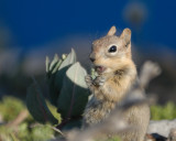 Golden-Mantled Ground Squirrel