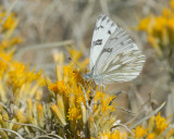Western White Butterfly in Rabbit Brush flower