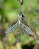 Northern Spreadwing Damselfly