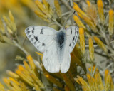 Western White Butterfly in Rabbit Brush flower