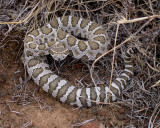 Northern Pacific Rattlesnake juvenile