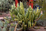 Desert Botanic Garden