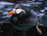 Aquarium of the Pacific