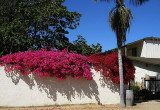 Olivas Adobe