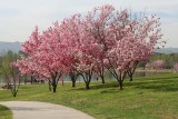 Lake Balboa