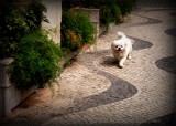 Macau sidewalk dog.JPG