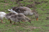 IMG_9503-Edit.jpg