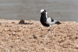 Blacksmith Plover