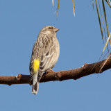 Black throated Canary