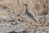 Double-banded Courser