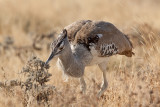 Kori Bustard