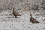 Namaqua Sandgrouse