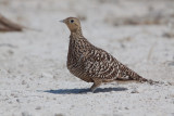 Namaqua Sandgrouse