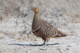 Namaqua Sandgrouse