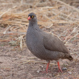 Red-billed Francolin