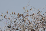 Red-Billed Quelea