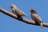 Red-headed Finch